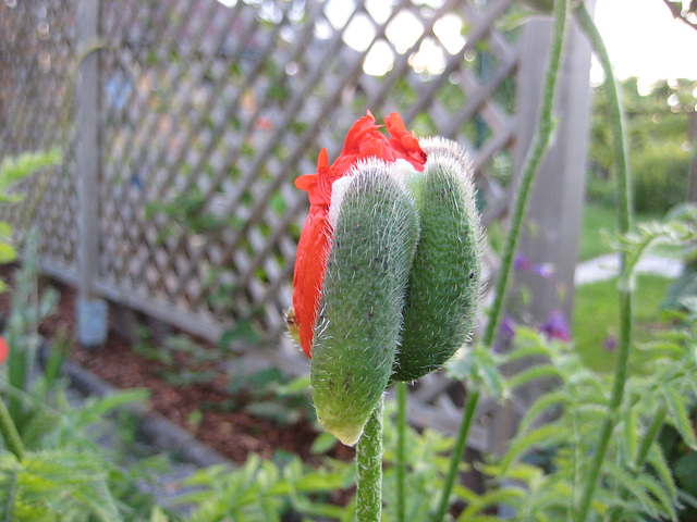 Mohn [Papaver]