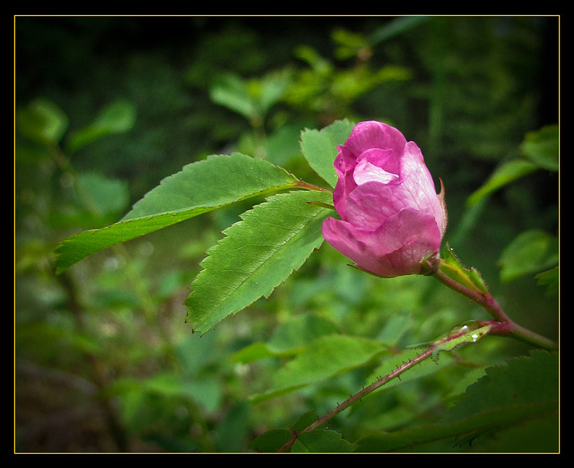 Wild Rose