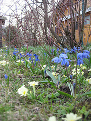 Frühlingswiese mit Blausternchen und Primeln