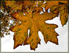 Maple Leaf in Glowing Gold