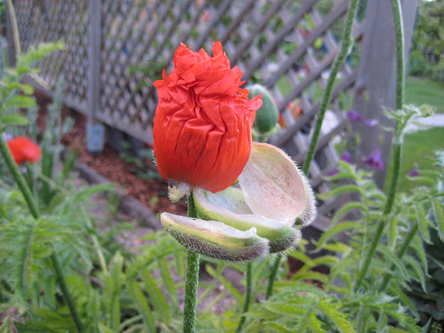 Mohn [Papaver]