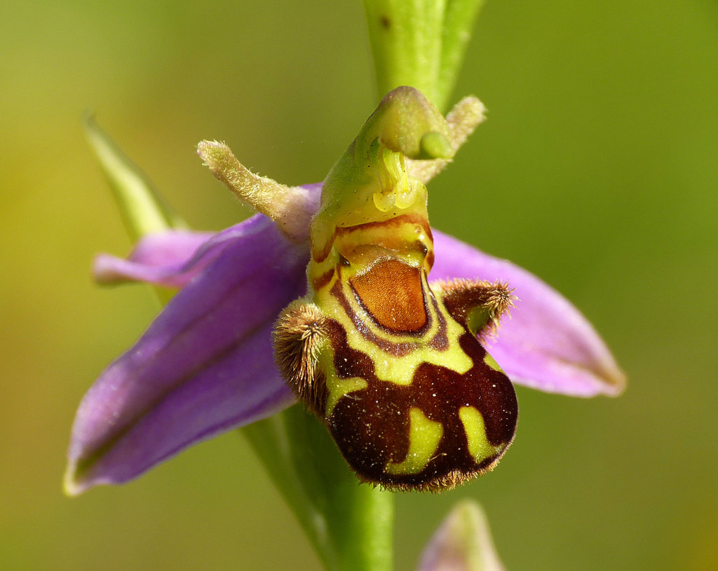 Bee Orchids @ Hastings Country Park Bee Orchids @ Hastings Country Park