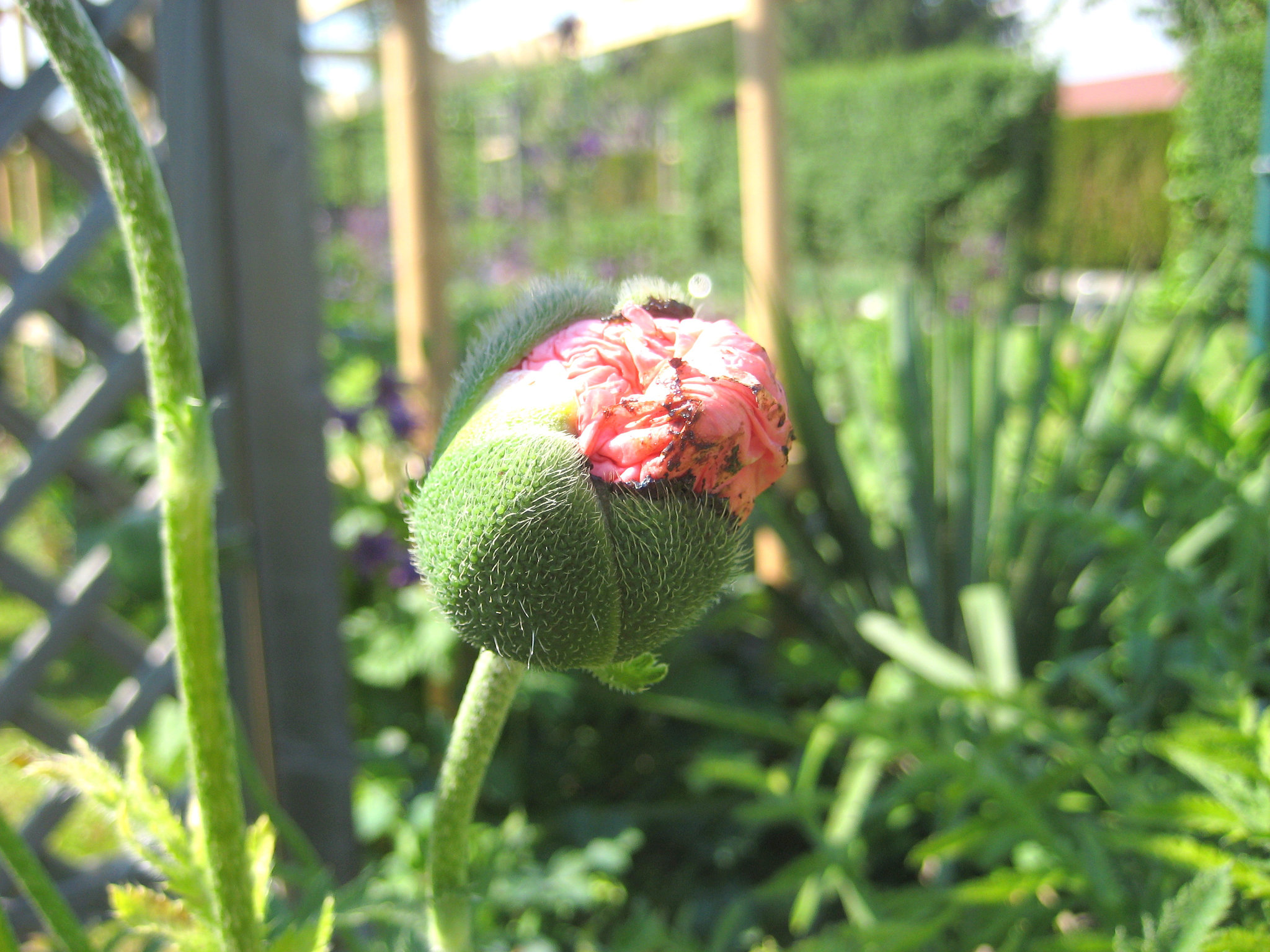 Mohn [Papaver]