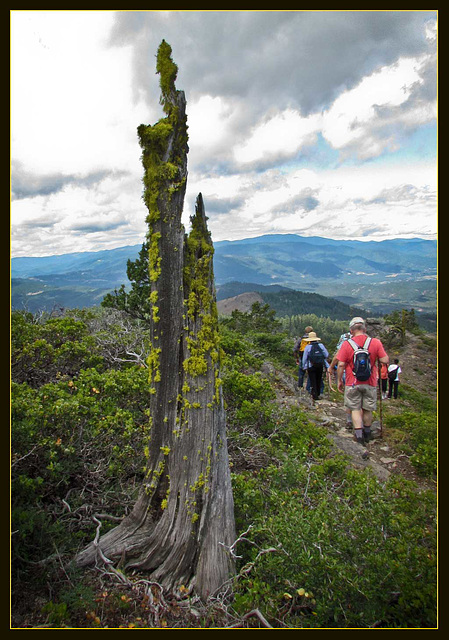 Andy and the Mossy Tree