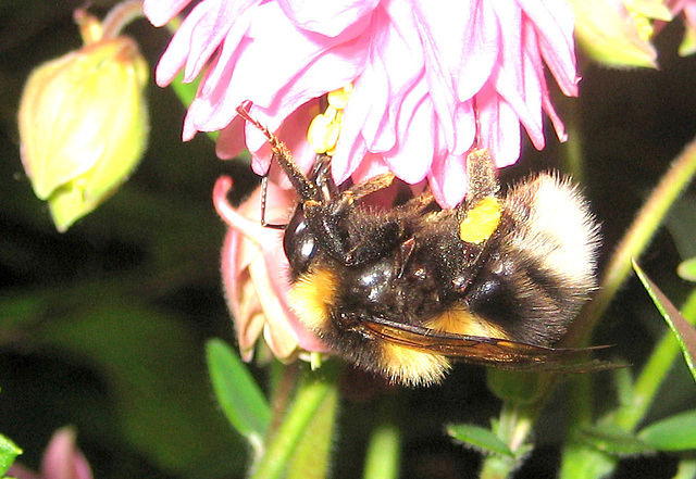 Hummel [Bombus]