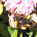 Hummel [Bombus]