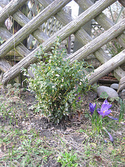 Der kleineBuchsbaum (Buxus sempervirens)