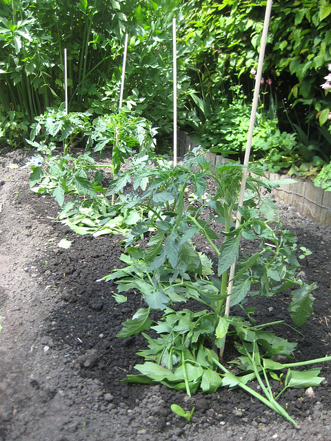 Paradeiser (Tomaten)  [Solanum lycopersicum]