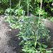 Paradeiser (Tomaten)  [Solanum lycopersicum]