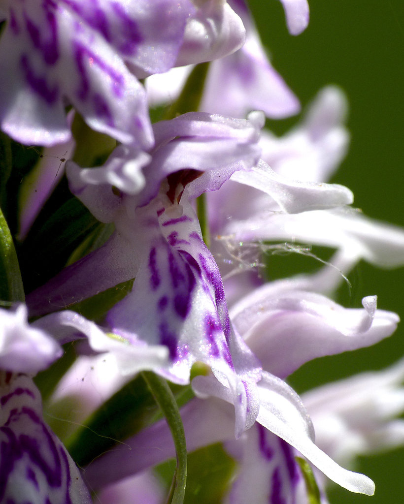 Common Spotted Orchid