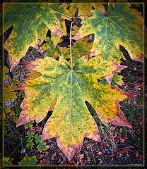 Maple Leaf Color Explosion