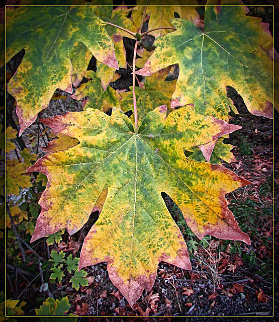 Maple Leaf Color Explosion