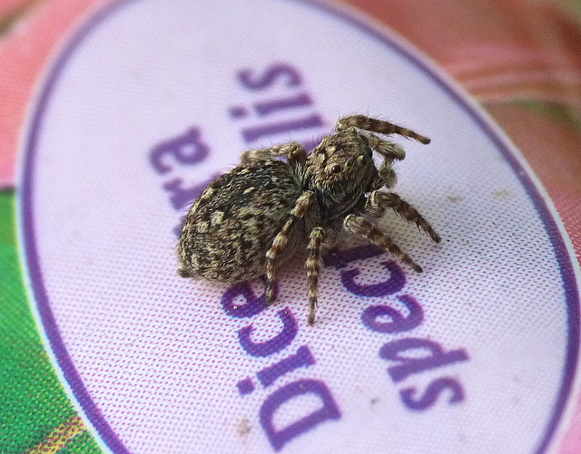 Patio Life: Jumping Spider