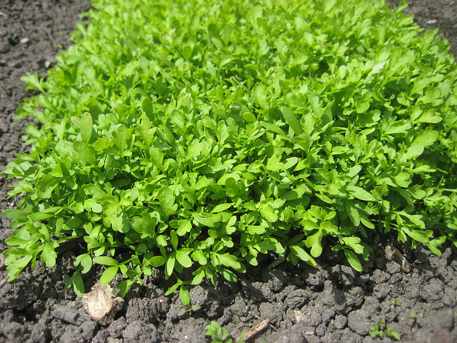 Gartenkresse [Lepidium sativum]