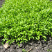 Gartenkresse [Lepidium sativum]