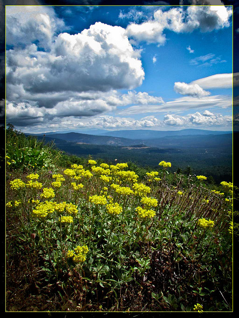 Yellow Flowers Overlooking Vista