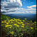 Yellow Flowers Overlooking Vista
