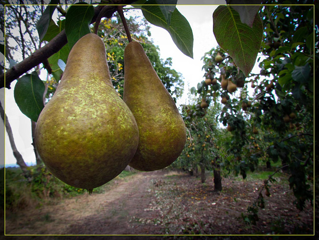 Pair of Pears