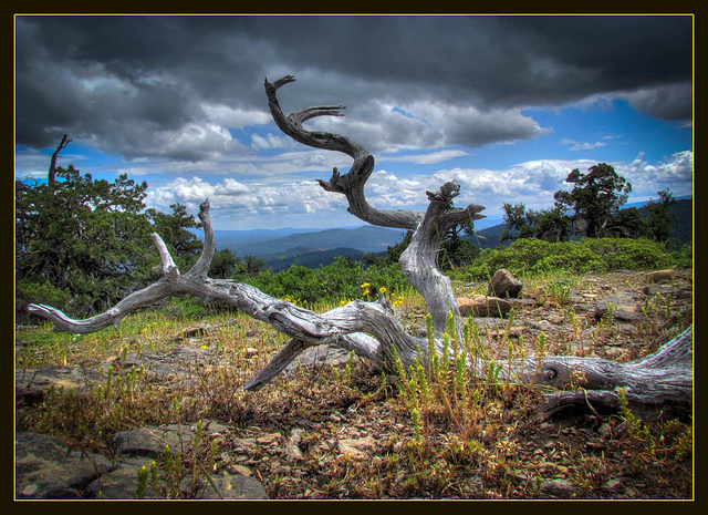 Dead Wood