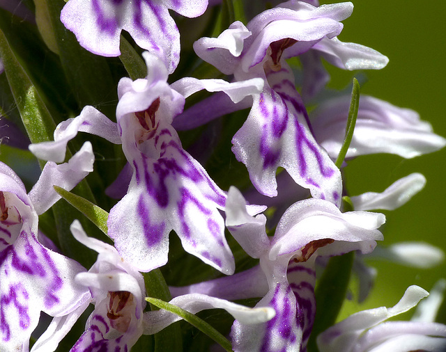 Common Spotted Orchid @ Combe Haven