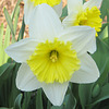 Narzisse (Narcissus)