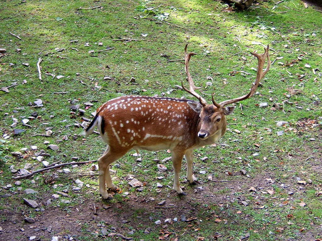 Fallow Deer