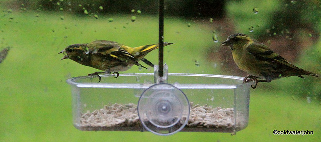 Siskins at war!