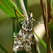 Scoparia pyralella Moth