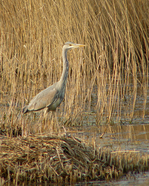 Grey Heron