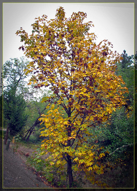 Maple Tree with Fall Colors