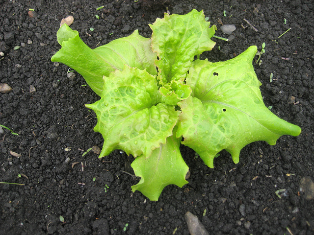 Grüner Gartensalat [Lactuca sativa]