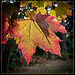 Maple Leaf with Sun Shining Through