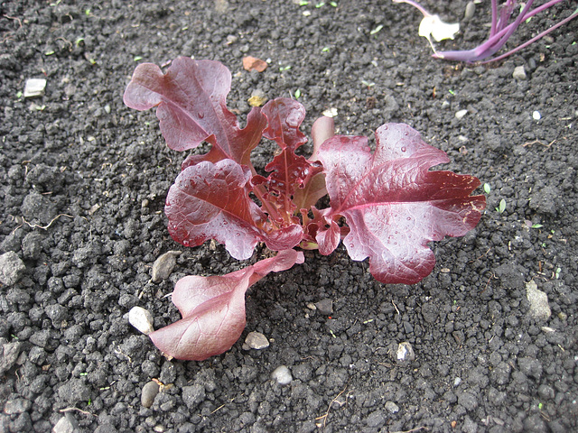 Roter Gartensalat [Lactuca sativa]