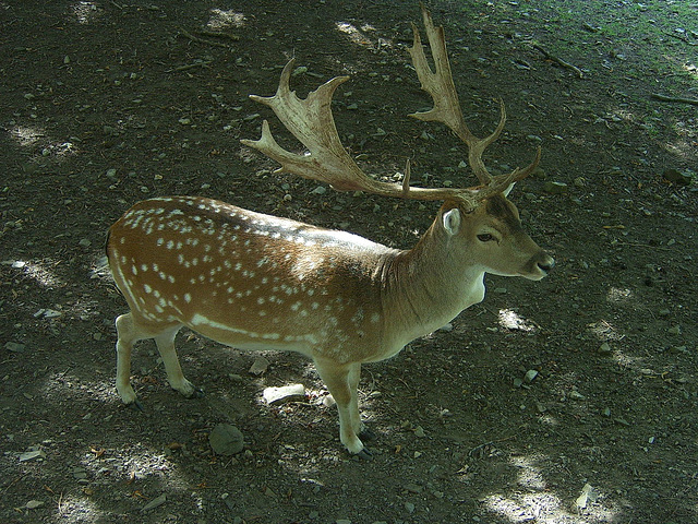 Impressive Antlers