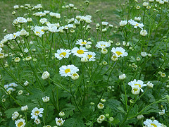 Daisies