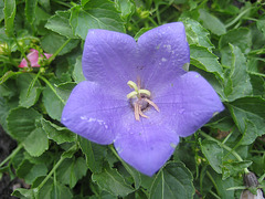 Glockeblume [Campanula]