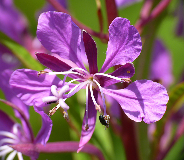 Rosebay Willowherb