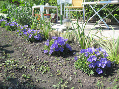 Die Glockenblumen beim neuen Sitzplatz