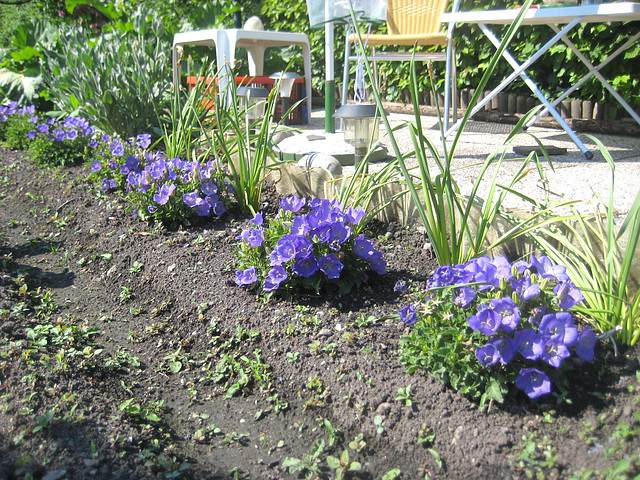 Die Glockenblumen beim neuen Sitzplatz