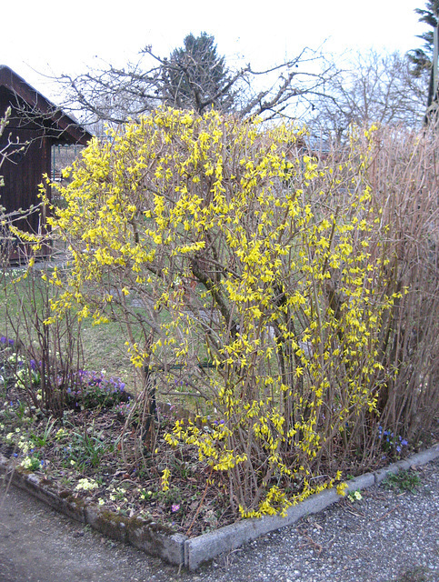 Die Forsythie beim Garteneingang