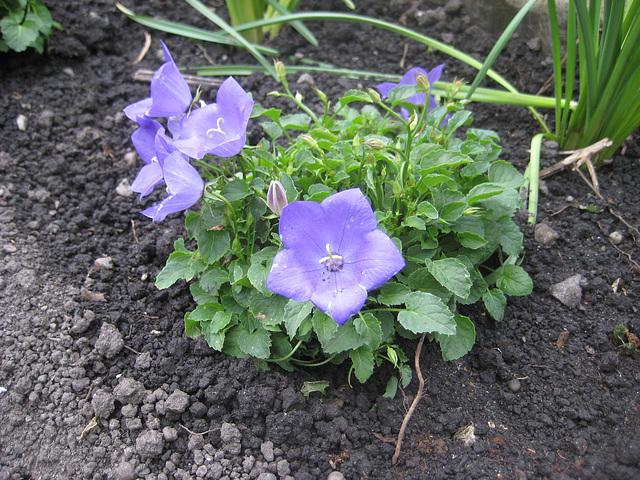 Glockeblume [Campanula]