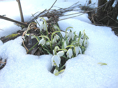 Schneeglöckchen: die ersten Frühlingsboten [Galanthus]