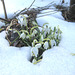 Schneeglöckchen: die ersten Frühlingsboten [Galanthus]