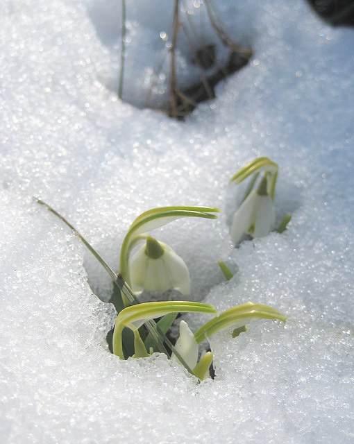 Schneeglöckchen: die ersten Frühlingsboten [Galanthus]