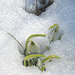 Schneeglöckchen: die ersten Frühlingsboten [Galanthus]