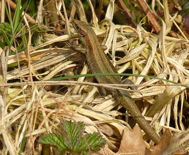 Common Lizard