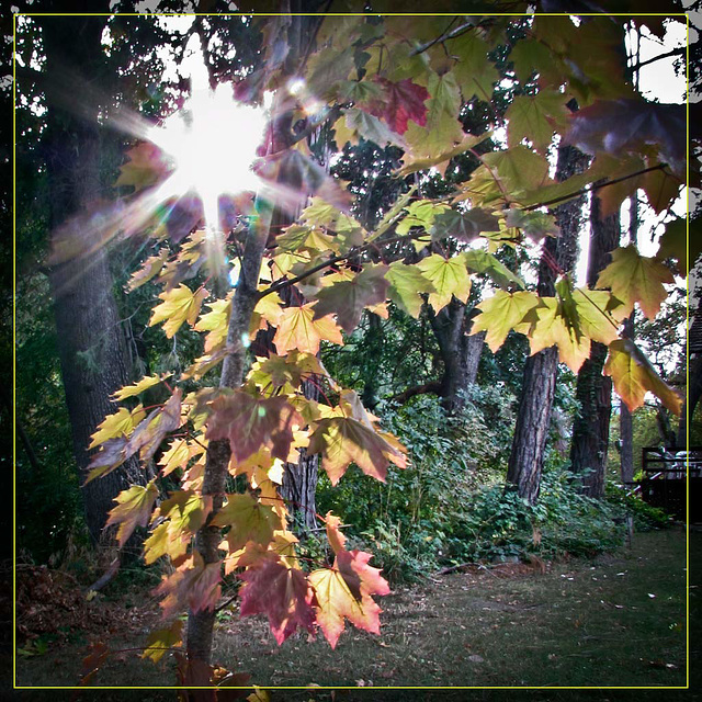 Sun Shining Though Maple Leaves