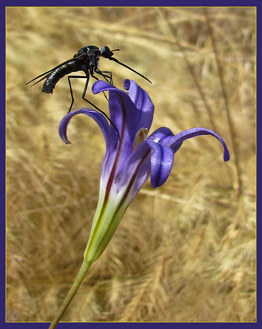 Dance Fly on Harvest Brodiaea