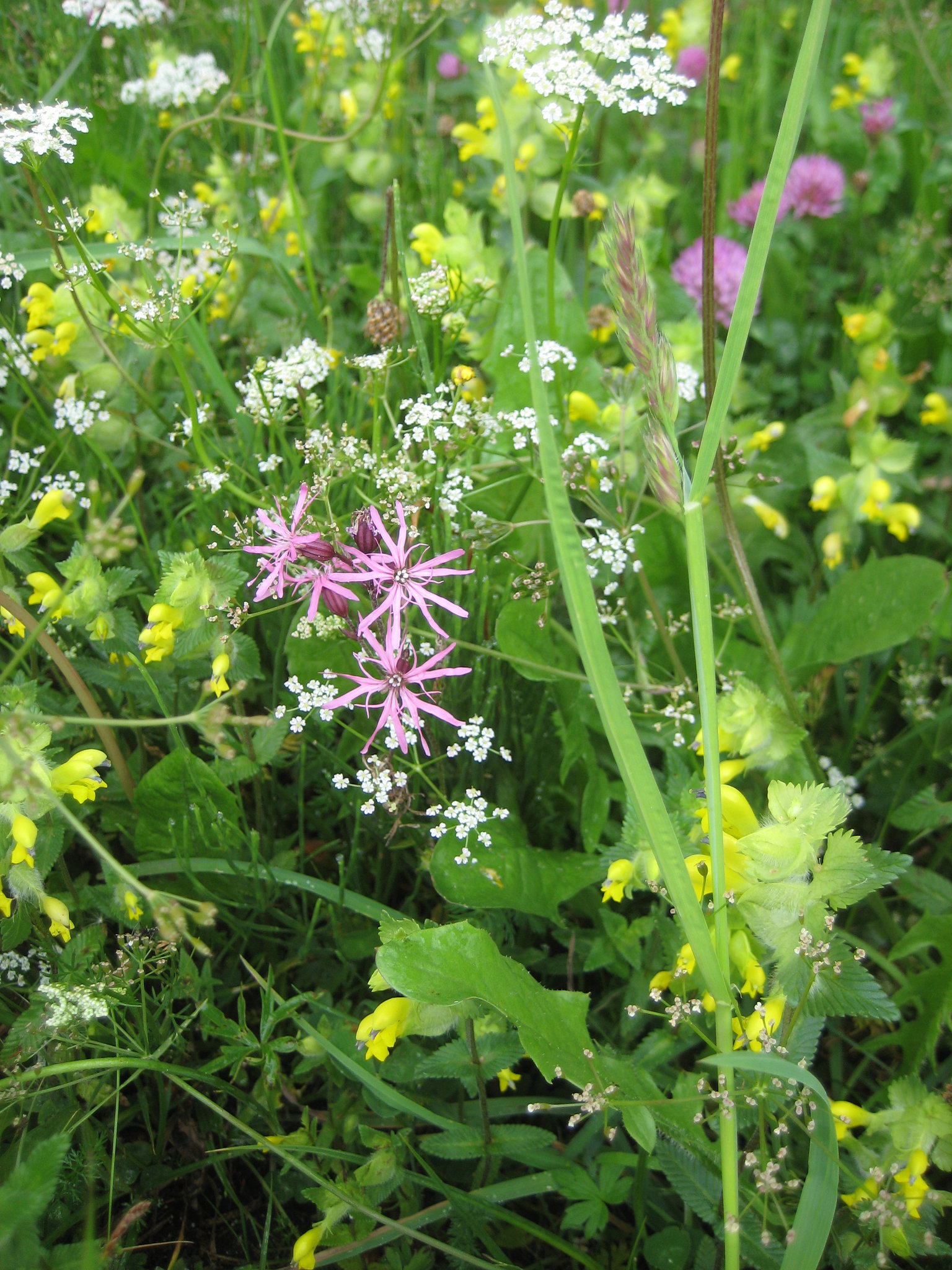 Kuckucks-Lichtnelke (Lychnis flos-cuculi)