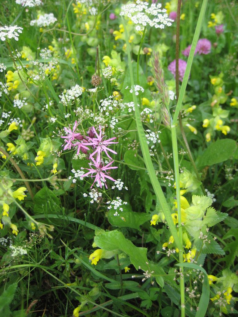 Kuckucks-Lichtnelke (Lychnis flos-cuculi)